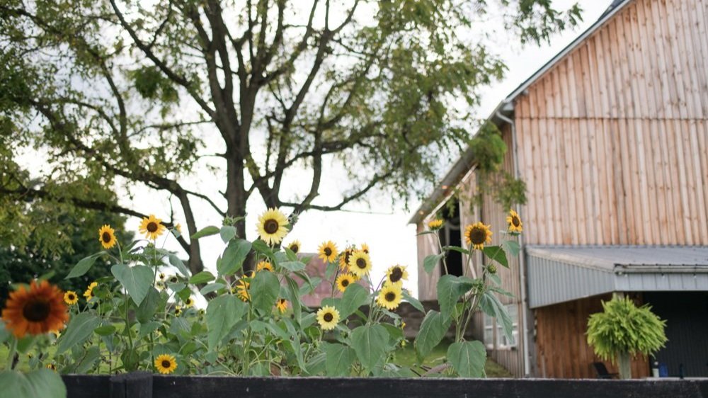 Sunflowers and barn in the countryside