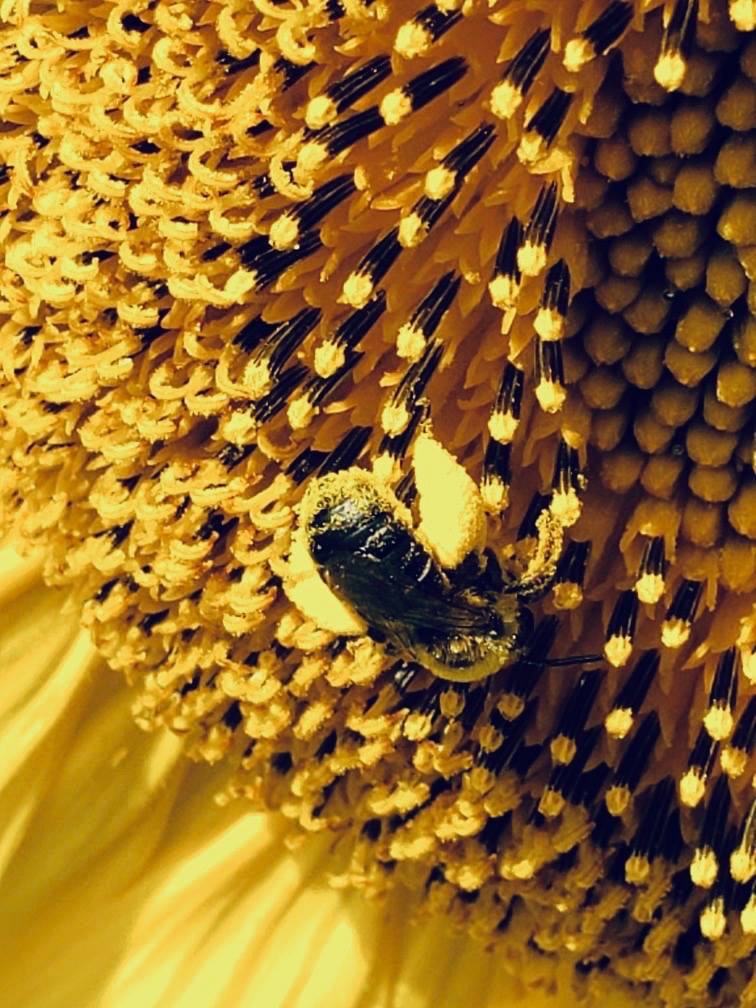 A bee collecting nectar from a sunflower