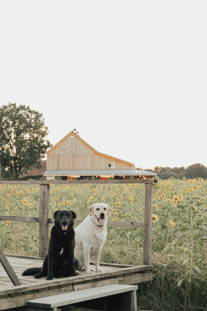 Dogs sitting near a sunflower field and a barn