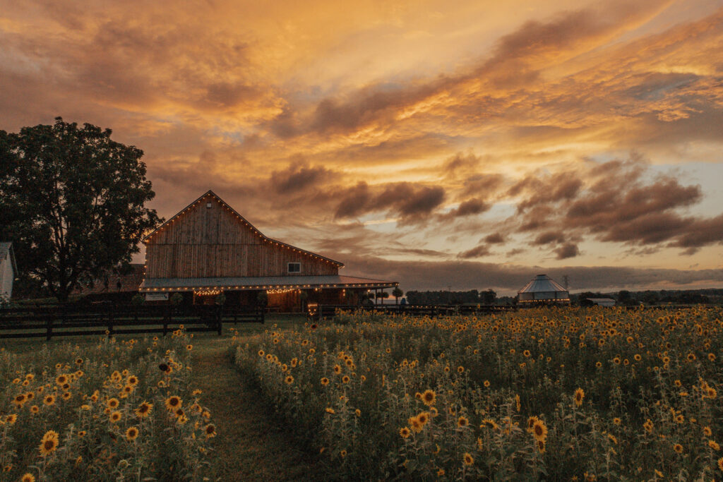 A barn and sunflower fields at sunset