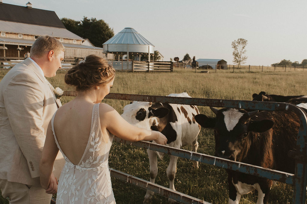 A bride and groom feeding baby cows at 22 Acres Farm and wedding venue outside Columbus, Ohio.