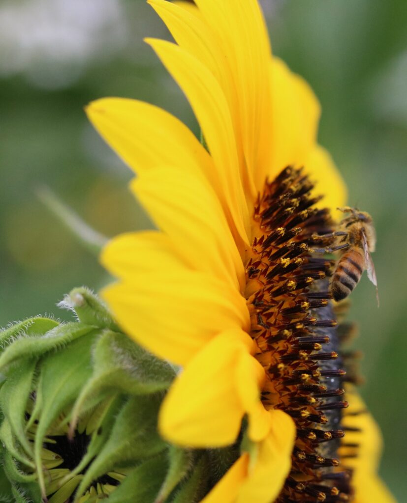 A bee collecting pollen from a sunflower
