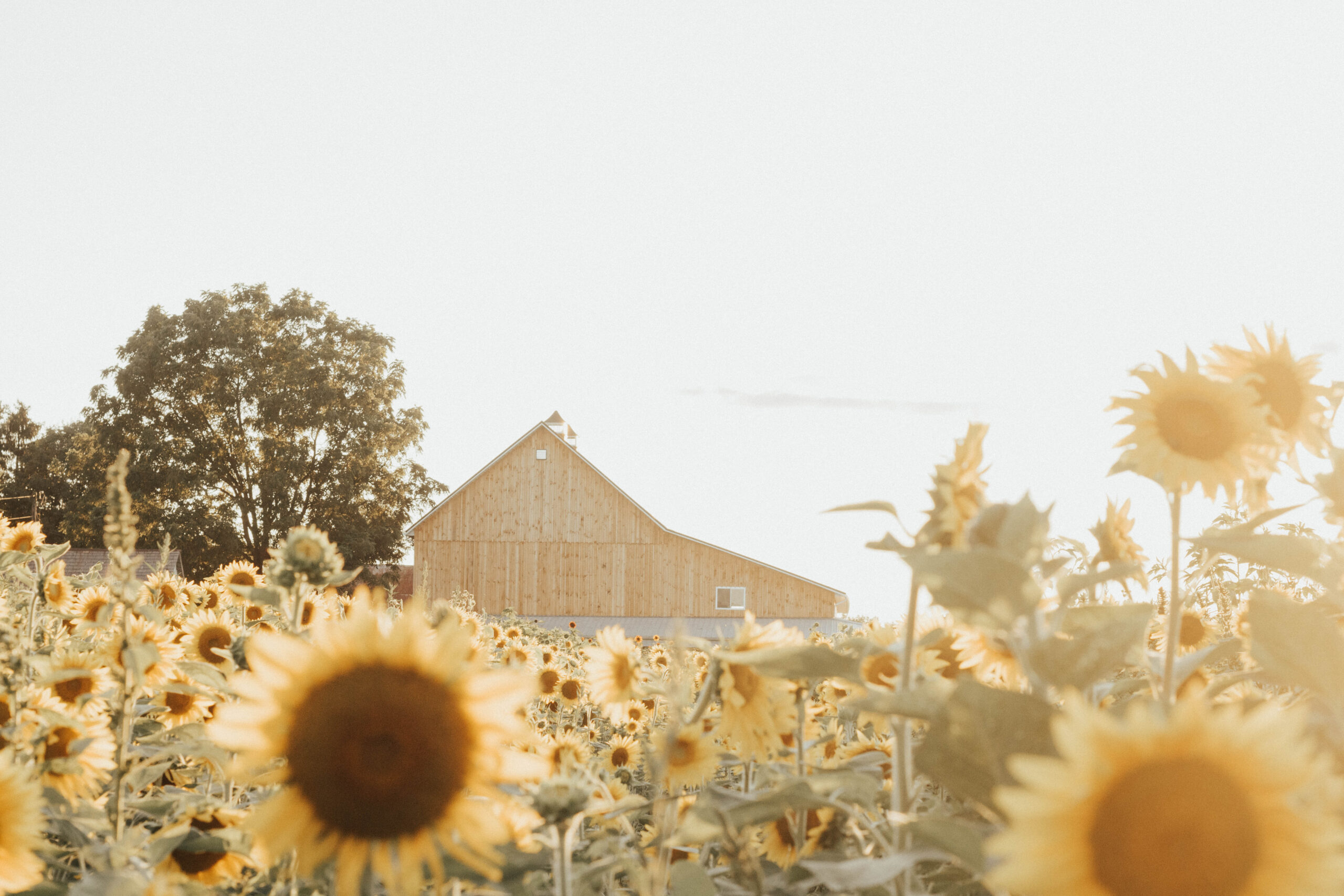 A field of sunflowers and a barn