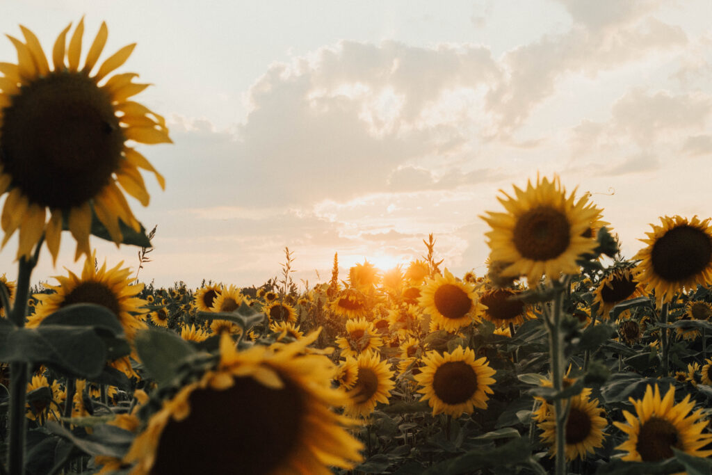 A sunflower field at sunset