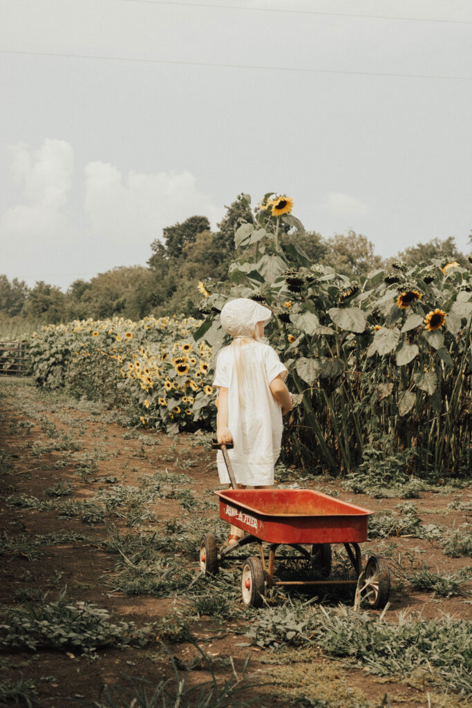 A girl pulling a red wagon in a field of sunflowers