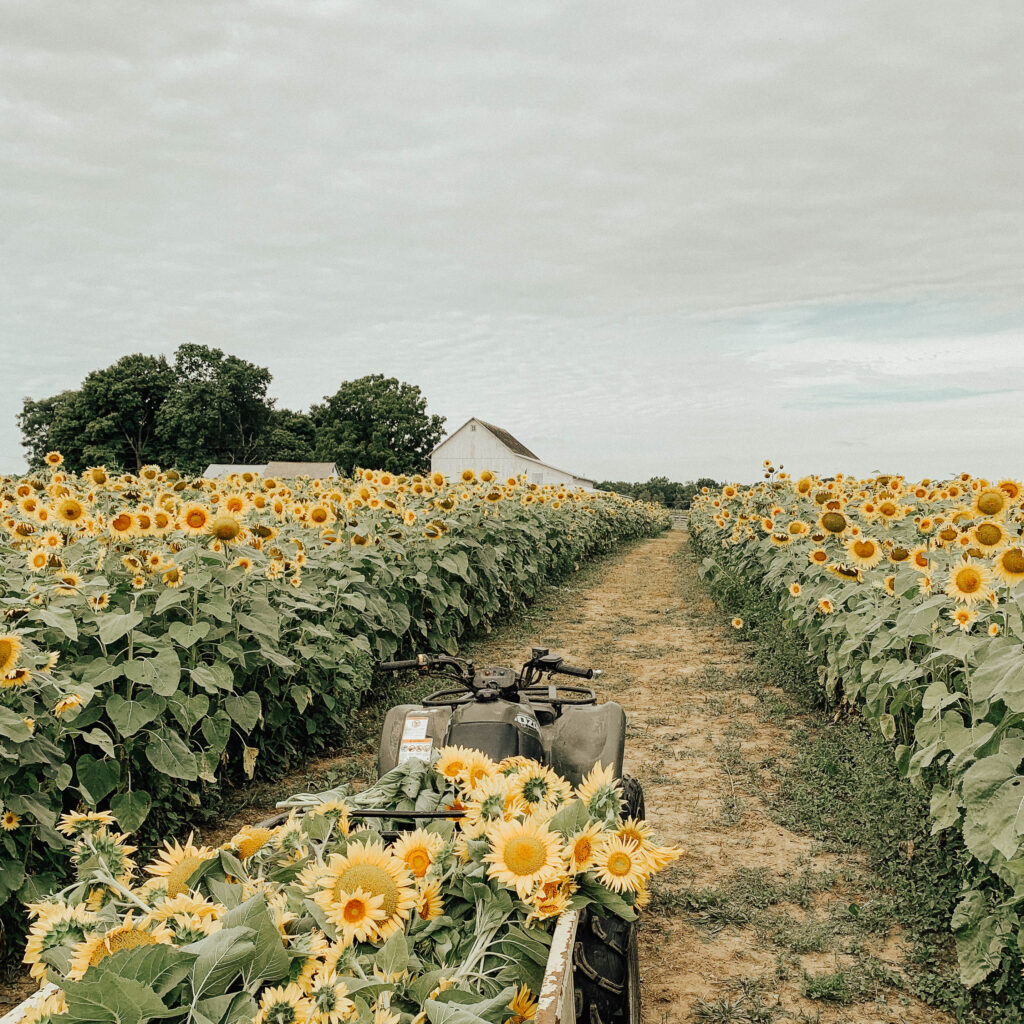 A field of sunflowers and a nearby barn