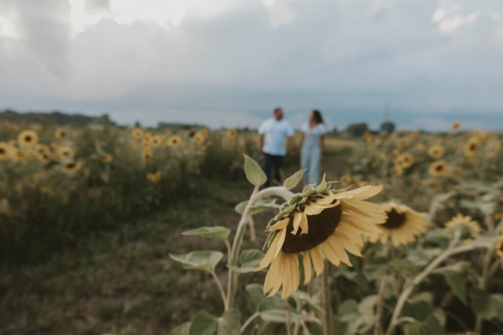 A romantic proposal set against a stunning sunflower field at sunset in Central Ohio.