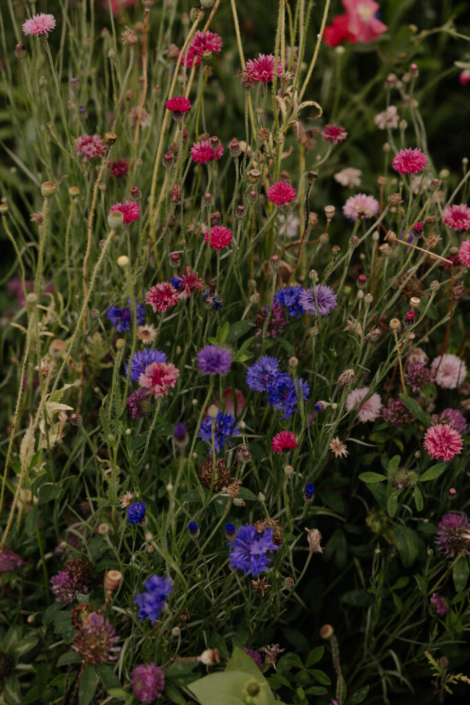 Wildflowers at 22 Acres Farm, a Columbus, Ohio wedding venue.