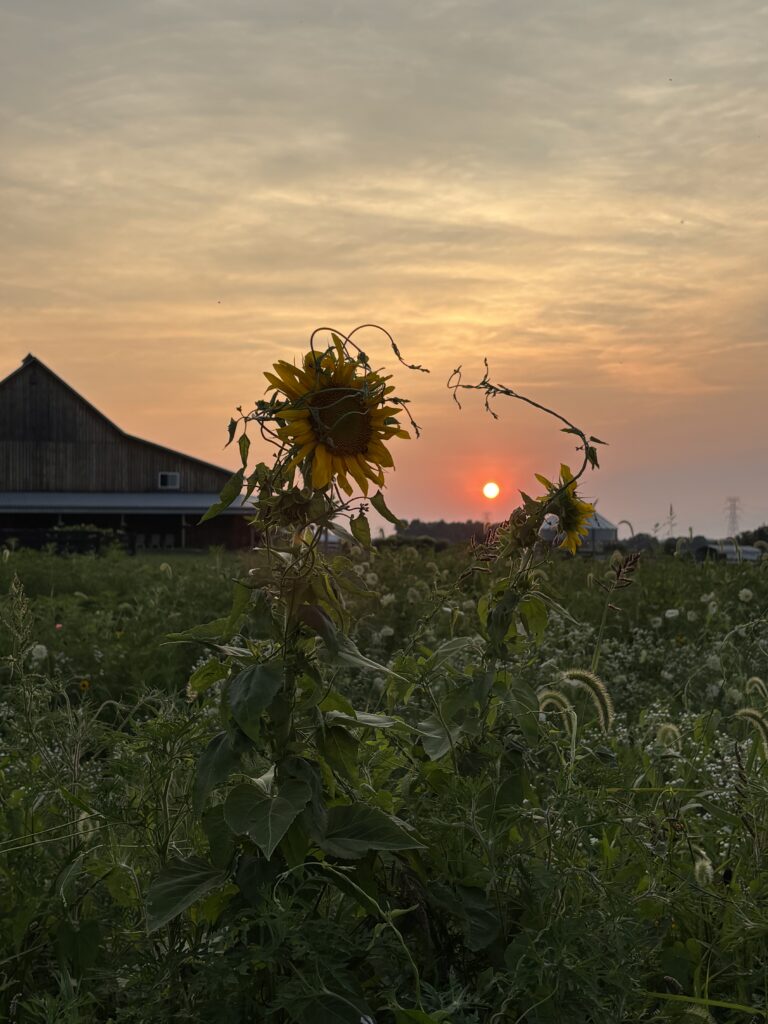 Sunflowers and sunsets at wedding venue in newark ohio