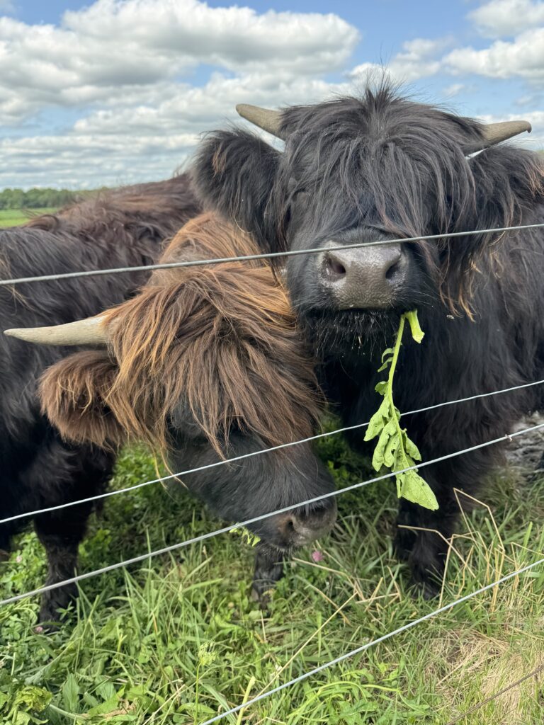 Highland cows at wedding venue 22 acres farm in newark ohio